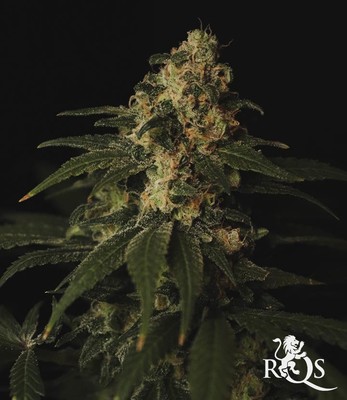 Special Queen 1 Special Queen 1