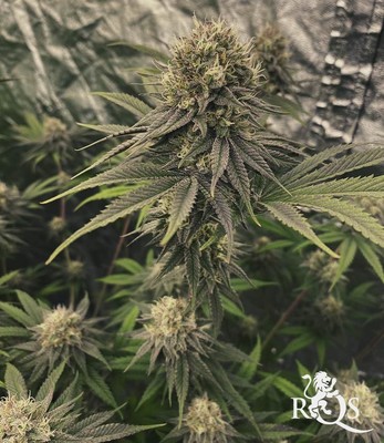 Dance World Dance World