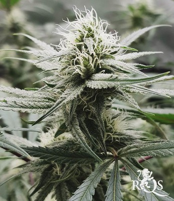 Royal Highness Royal Highness