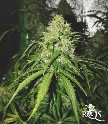 Sweet Skunk Auto Sweet Skunk Auto