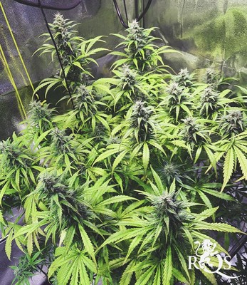 Sweet Skunk Auto Sweet Skunk Auto