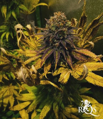 Candy Kush Express (Florescimento Rápido)