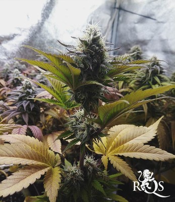 Candy Kush Express (Florescimento Rápido)