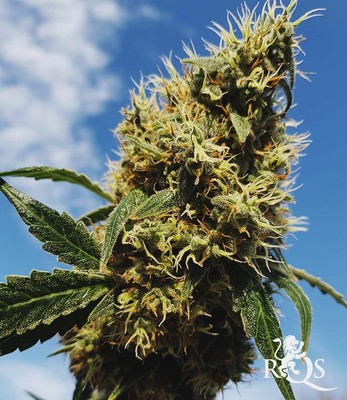 Mother Gorilla (Anteriormente Royal Madre)