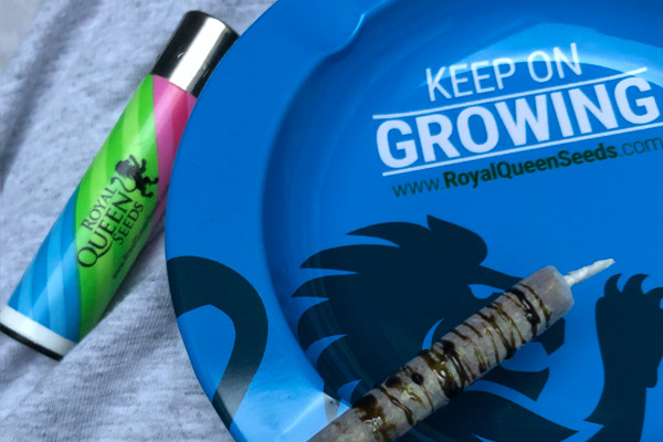 Cinzeiro Royal Queen Seeds