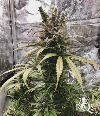 Lemon Shining Silver Haze