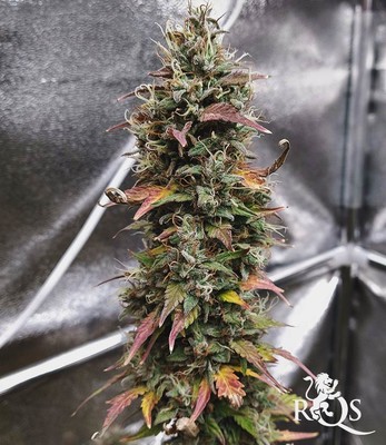 Stress Killer Automática CBD Stress Killer Automática CBD