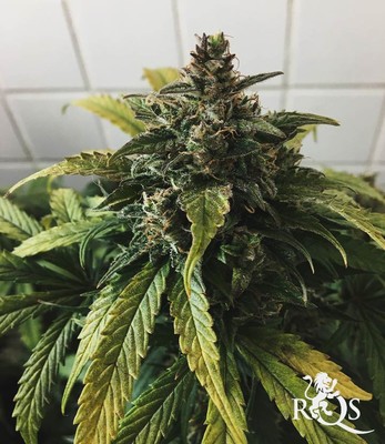 Stress Killer Automática CBD Stress Killer Automática CBD