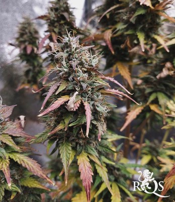 Stress Killer Automática CBD Stress Killer Automática CBD