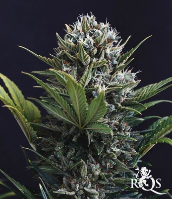 Fast Eddy Automática CBD Fast Eddy Automática CBD