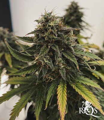 Fast Eddy Automática CBD Fast Eddy Automática CBD