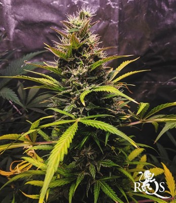 Fast Eddy Automática CBD Fast Eddy Automática CBD