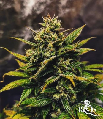 Royal Cookies Auto Royal Cookies Auto