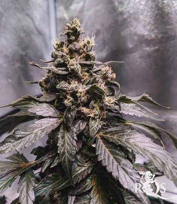 Solomatic CBD Solomatic CBD