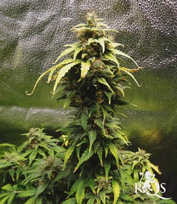 Solomatic CBD Solomatic CBD