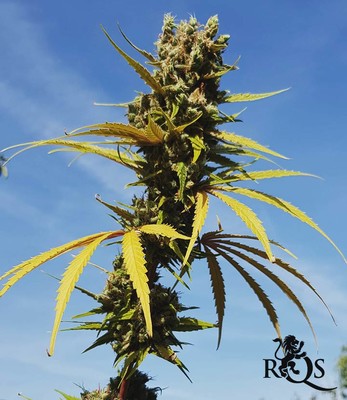 AMG - Amnesia Mac Ganja