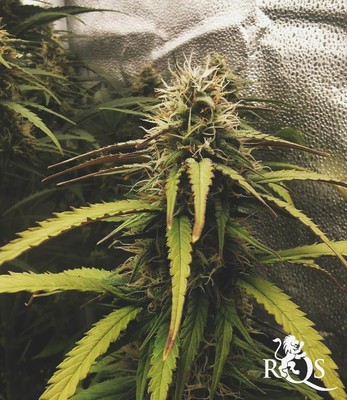 Haze Berry Auto Haze Berry Auto