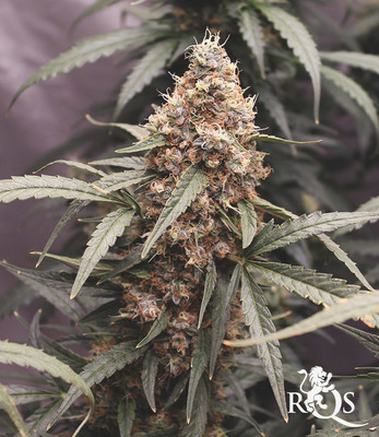 North Thunderfuck Auto