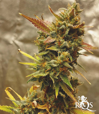 Cookies Gelato Auto Cookies Gelato Auto