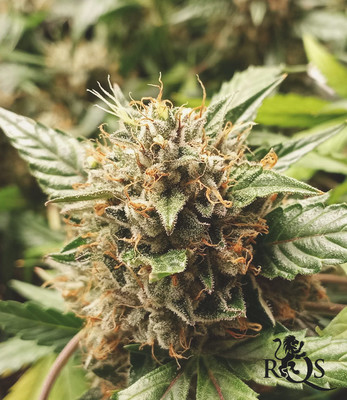 Cookies Gelato Auto Cookies Gelato Auto