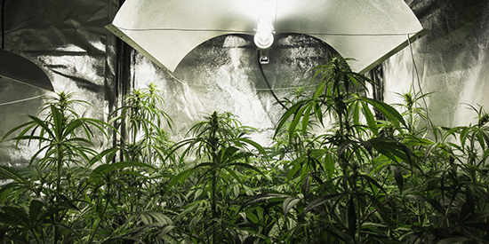 Top 5 Pain Relief Strains