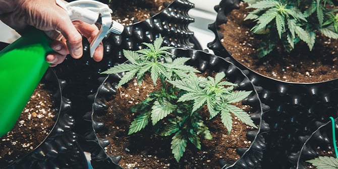 Cultive Cannabis com RQS