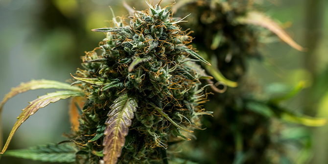 Cultive Cannabis com RQS