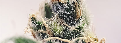 Strain: Pineapple Kush