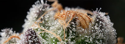 Strain: Royal Gorilla