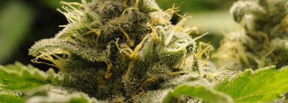 Strain Family: Royal Medic