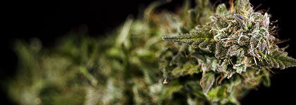 Strain Family: Skunk