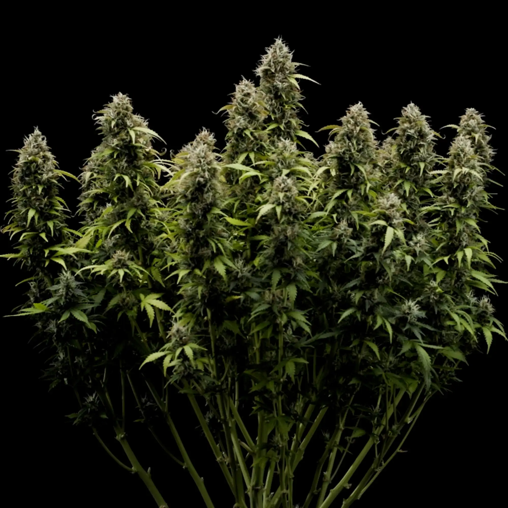 Adquira sementes de canábis Granddaddy Purple Auto - Royal Queen Seeds