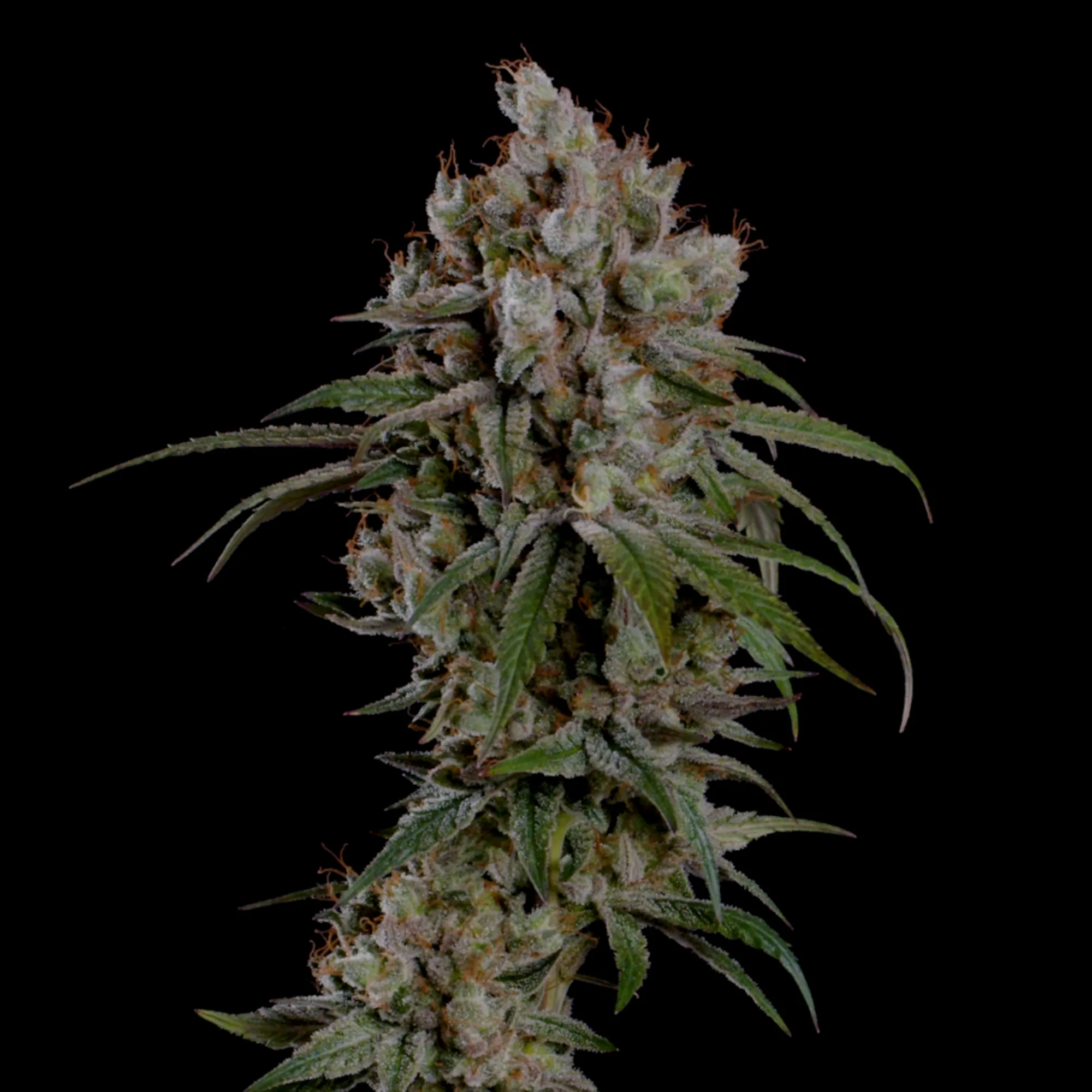 Compre sementes de canábis feminizada Tangie - Royal Queen Seeds