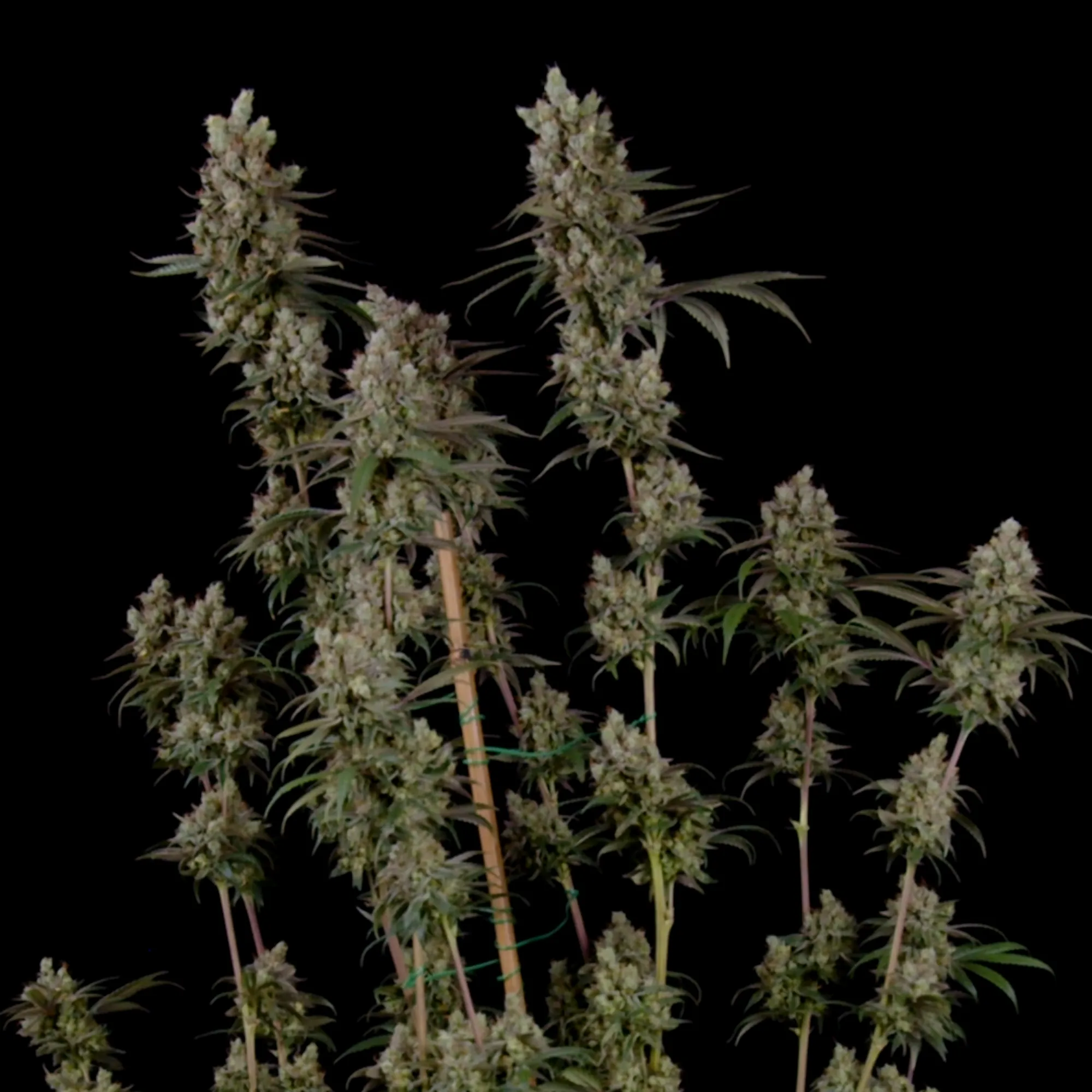 Compre sementes de canábis feminizada Tangie - Royal Queen Seeds