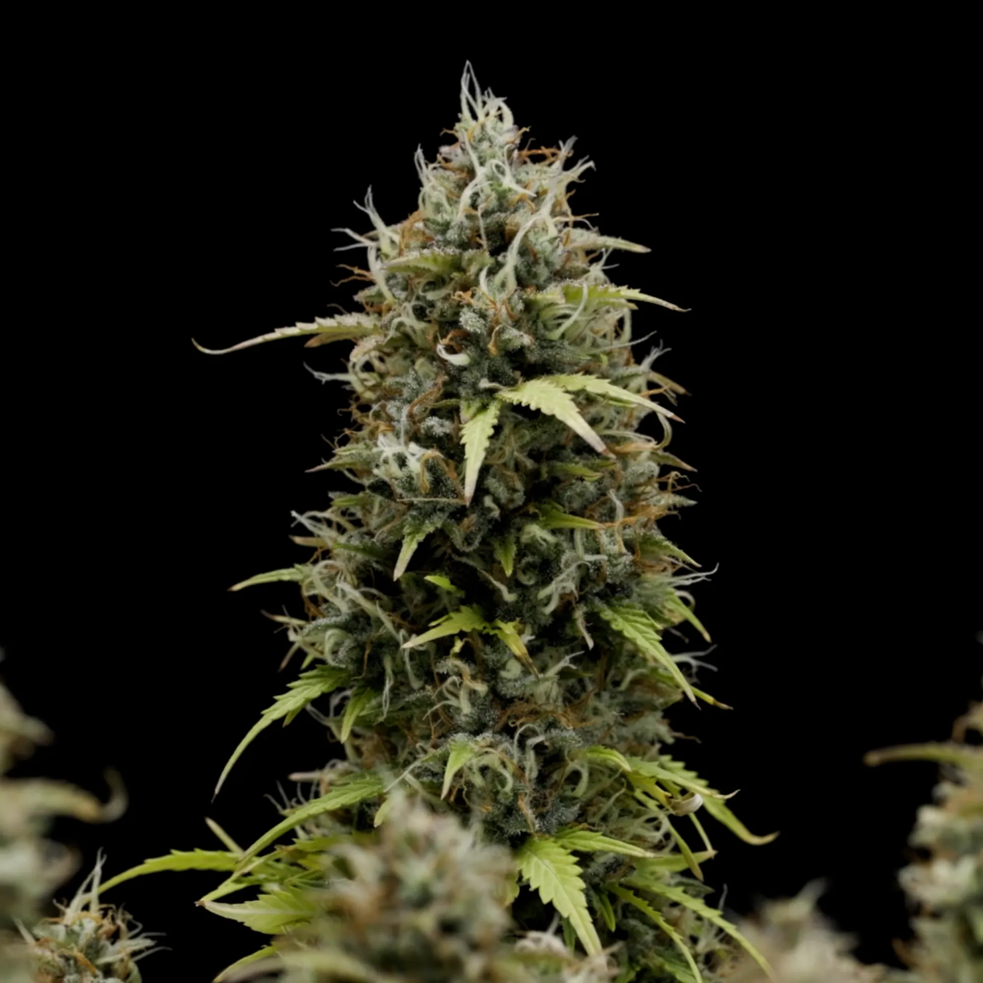Adquira sementes de canábis Granddaddy Purple Auto - Royal Queen Seeds