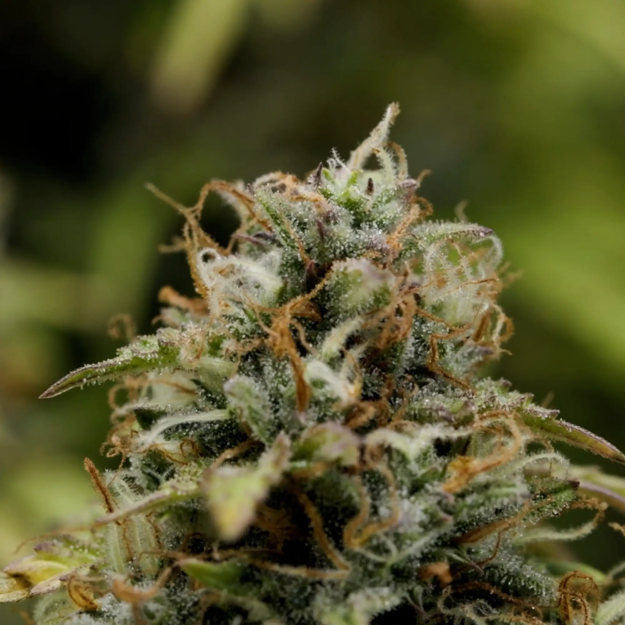 Adquira sementes de canábis Granddaddy Purple Auto - Royal Queen Seeds