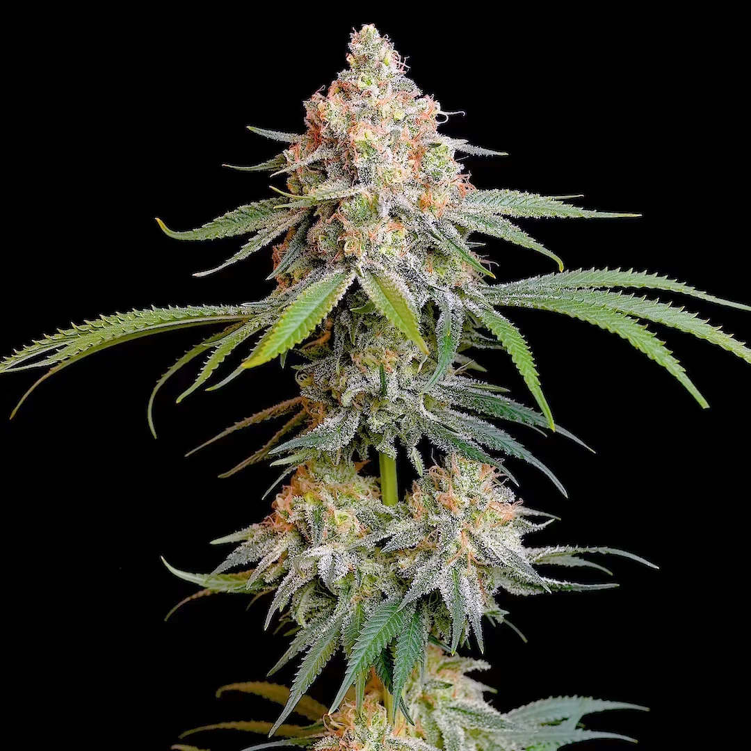 H4CBH×CRDP total95% 1ml GrandDaddyPurple Compre sementes feminizada Northern Lights - Royal Queen Seeds