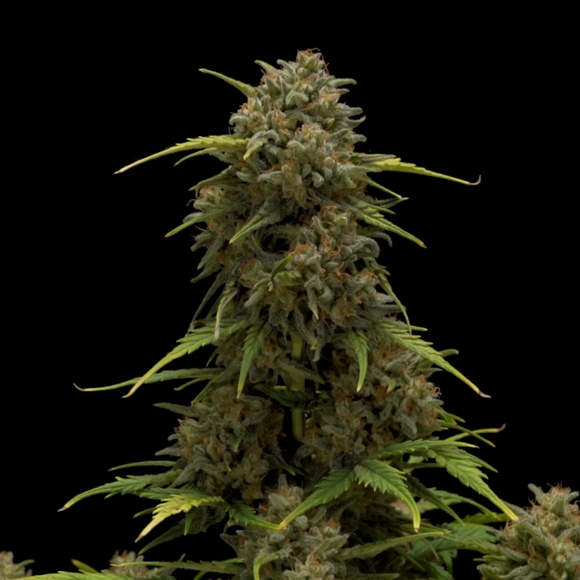Compre sementes de canábis Sweet Skunk Auto 🦨 - Royal Queen Seeds